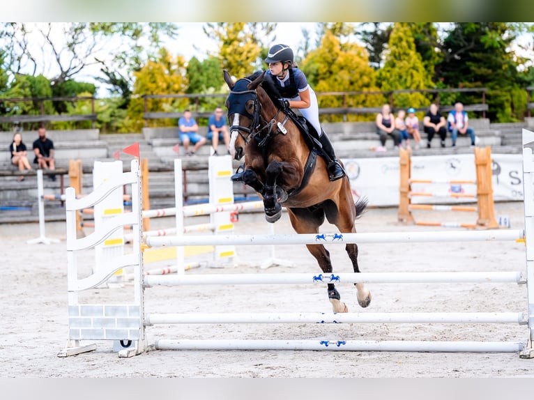 Media sangre polaco Caballo castrado 6 años 178 cm Castaño rojizo in &#x17B;ywiec