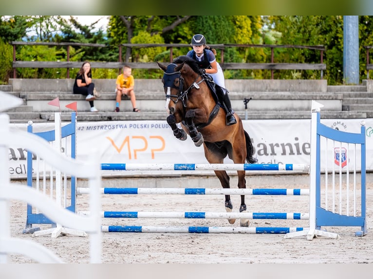 Media sangre polaco Caballo castrado 6 años 178 cm Castaño rojizo in &#x17B;ywiec