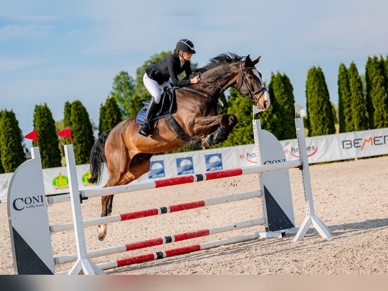 Media sangre polaco Caballo castrado 6 años 179 cm Castaño rojizo in Żywiec