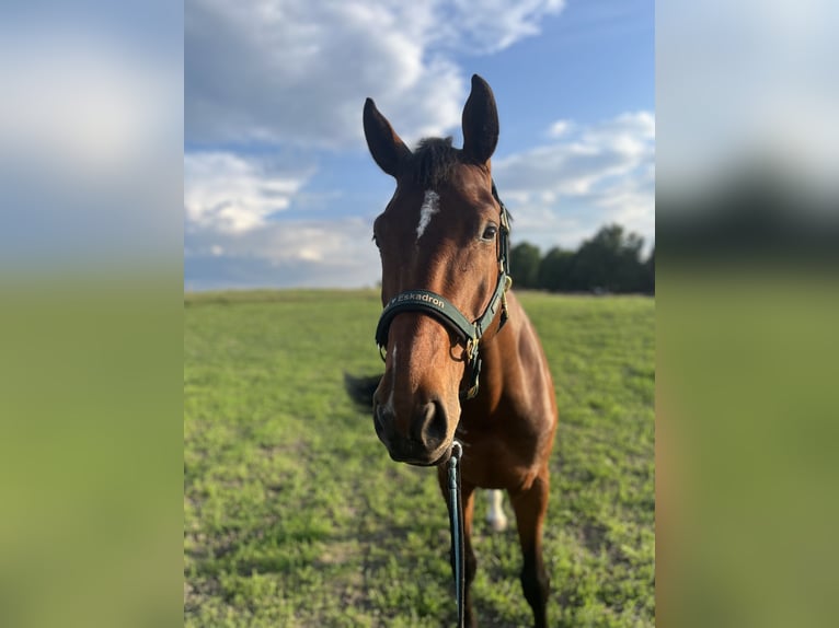 Media sangre polaco Caballo castrado 6 años Castaño in Piek&#x142;o Dolne