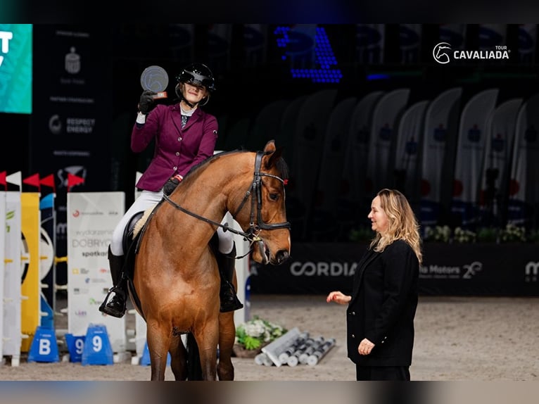 Media sangre polaco Caballo castrado 6 años Castaño in Piek&#x142;o Dolne