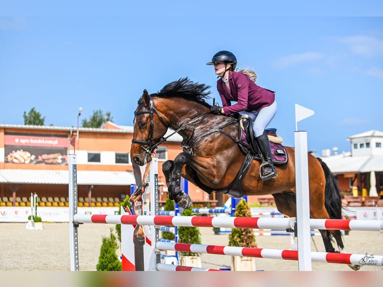 Media sangre polaco Caballo castrado 6 años Castaño in Piek&#x142;o Dolne
