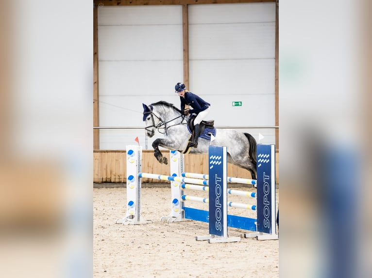 Media sangre polaco Caballo castrado 6 años Tordo in Gdynia