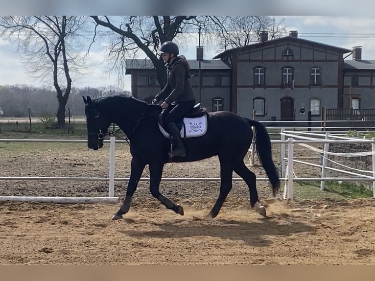 Media sangre polaco Caballo castrado 7 años 160 cm Negro in Leszno