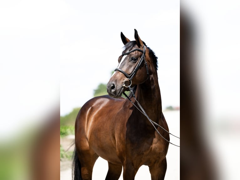 Media sangre polaco Caballo castrado 7 años 165 cm Morcillo in Stęszew