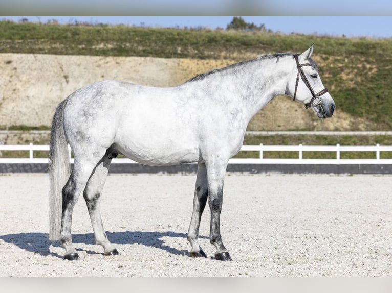 Media sangre polaco Caballo castrado 7 años 166 cm Tordo in Żarów