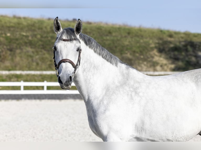 Media sangre polaco Caballo castrado 7 años 166 cm Tordo in Żarów