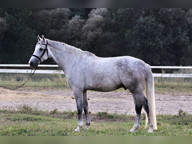 Media sangre polaco Caballo castrado 7 años 167 cm Tordo in Poland