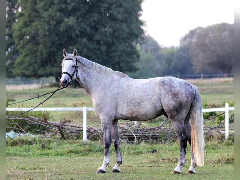 Media sangre polaco Caballo castrado 7 años 167 cm Tordo in Poland