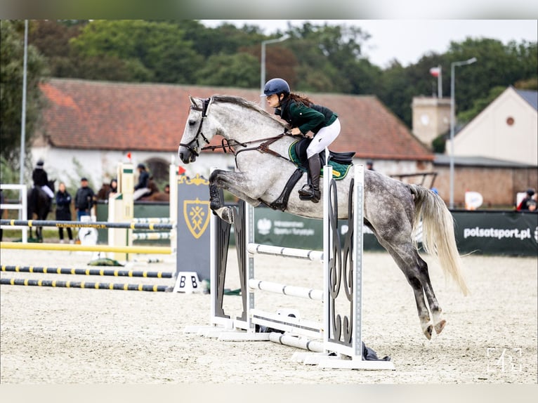 Media sangre polaco Caballo castrado 7 años 167 cm Tordo in Poland