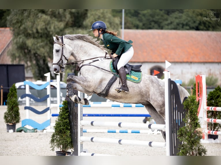 Media sangre polaco Caballo castrado 7 años 167 cm Tordo in Poland