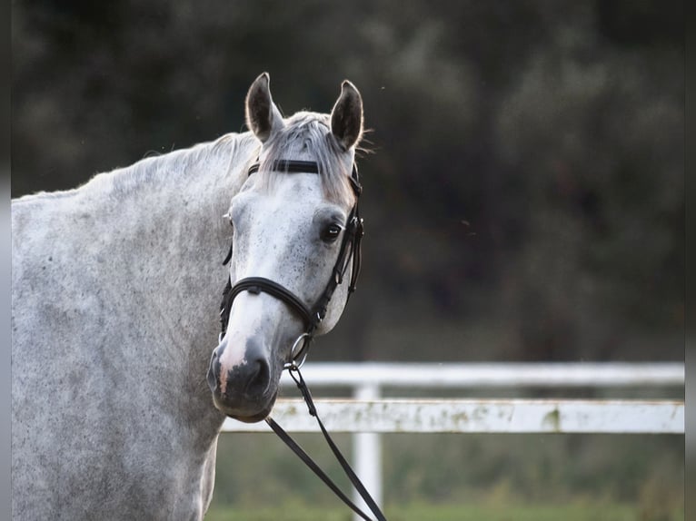 Media sangre polaco Caballo castrado 7 años 167 cm Tordo in Poland