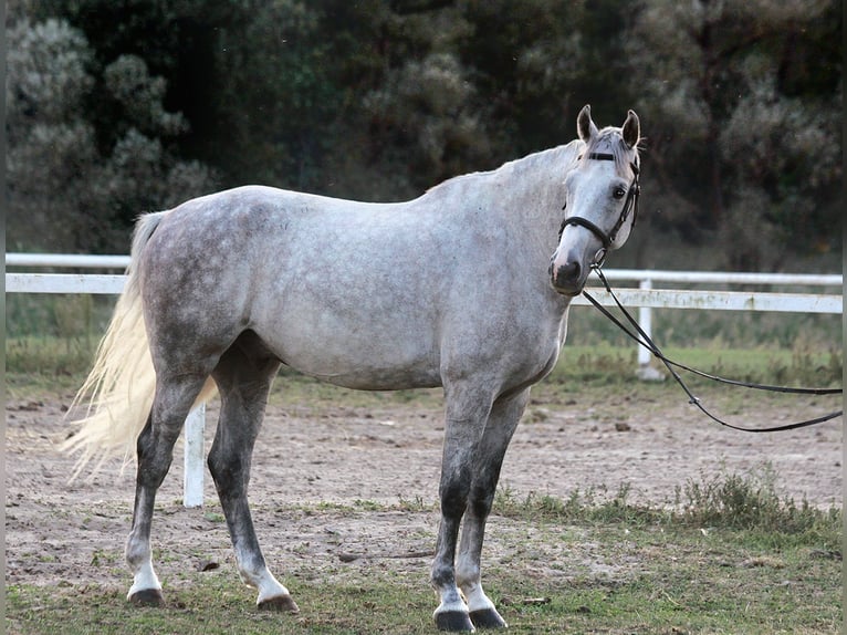 Media sangre polaco Caballo castrado 7 años 167 cm Tordo in Poland