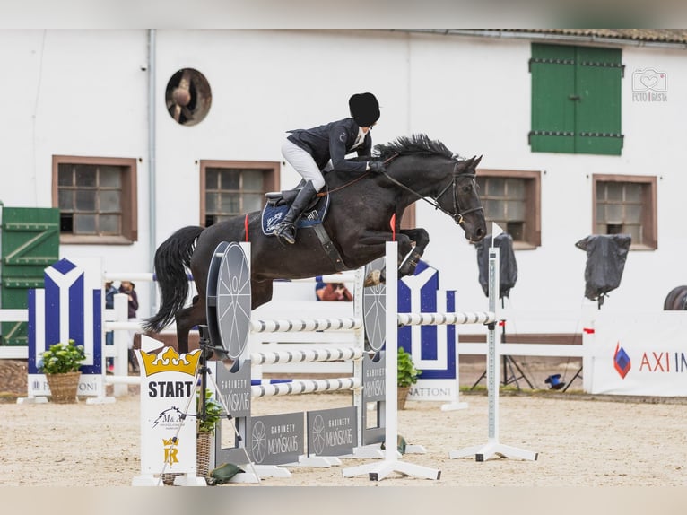 Media sangre polaco Caballo castrado 7 años 168 cm Negro in Bralin