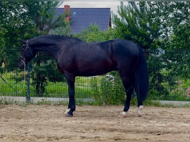 Media sangre polaco Caballo castrado 7 años 168 cm Negro in Bralin