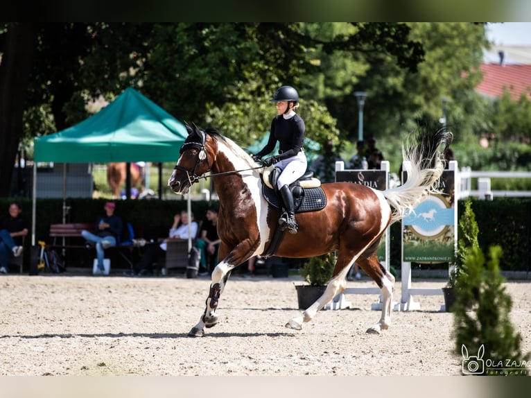 Media sangre polaco Caballo castrado 7 años 168 cm Pío in Słomniki