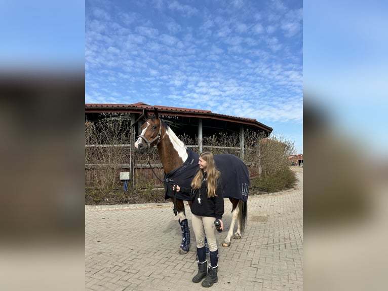 Media sangre polaco Caballo castrado 7 años 168 cm Pío in Słomniki