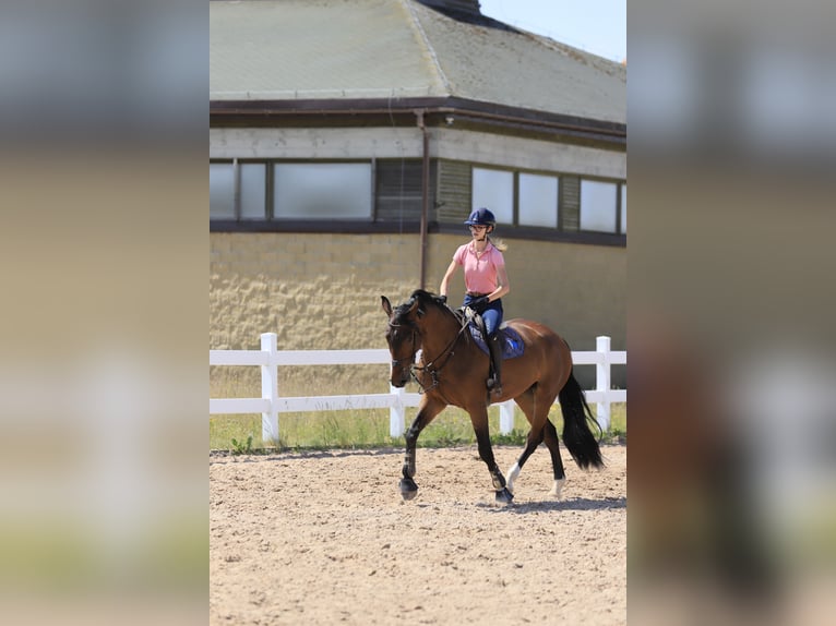 Media sangre polaco Caballo castrado 7 años 169 cm Castaño in Warszawa