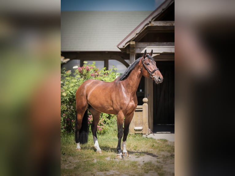 Media sangre polaco Caballo castrado 7 años 169 cm Castaño in Warszawa