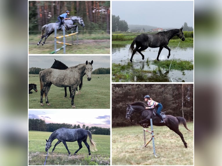 Media sangre polaco Caballo castrado 7 años 172 cm Tordo in Dobrzeń Wielki