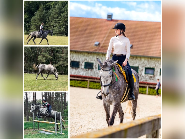 Media sangre polaco Caballo castrado 7 años 172 cm Tordo in Dobrzeń Wielki