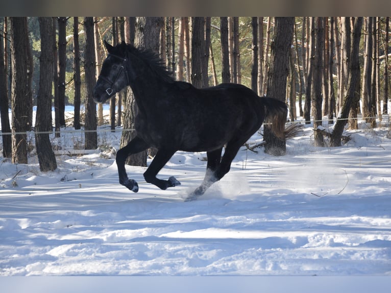 Media sangre polaco Caballo castrado 7 años 172 cm Tordo in Dobrzeń Wielki