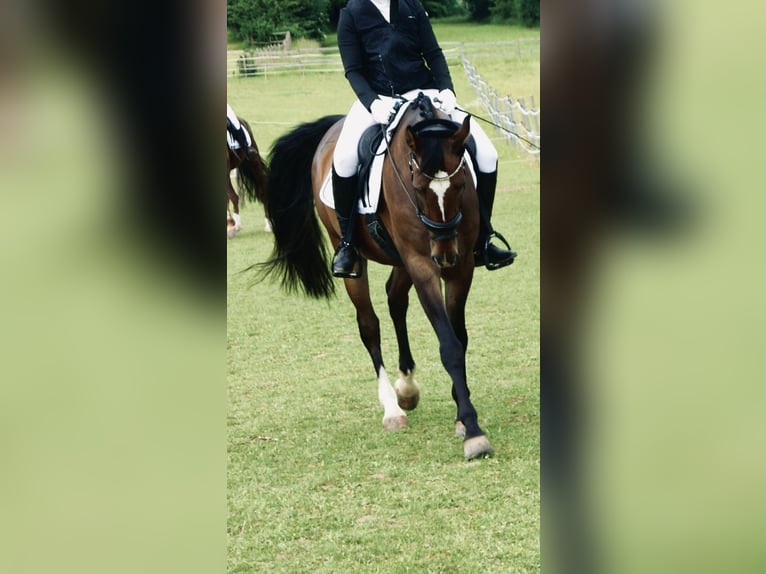 Media sangre polaco Caballo castrado 7 años 176 cm Castaño in FreystadtFreystadt