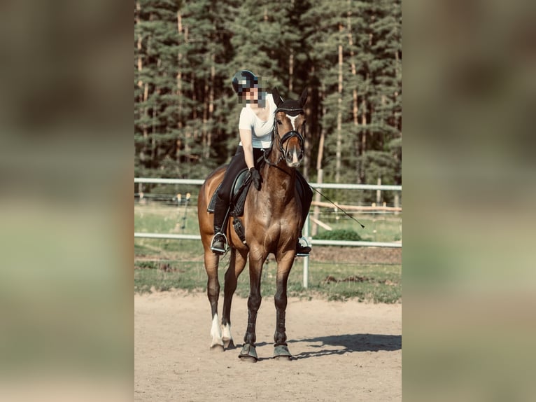 Media sangre polaco Caballo castrado 7 años 176 cm Castaño in FreystadtFreystadt