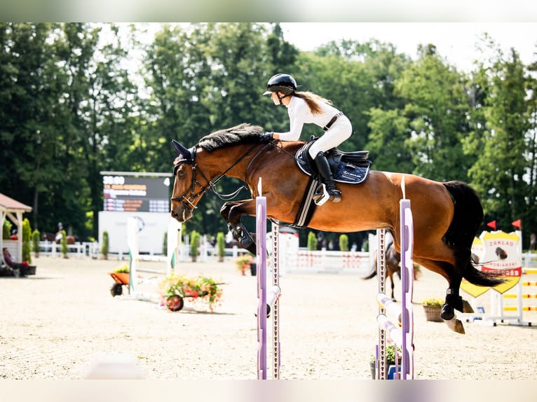 Media sangre polaco Caballo castrado 7 años Castaño rojizo in Grabowiec