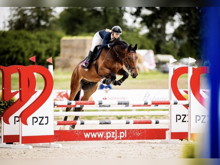 Media sangre polaco Caballo castrado 7 años Castaño rojizo in Gałkowo