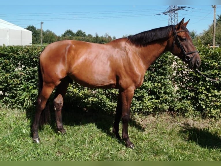 Media sangre polaco Caballo castrado 7 años Castaño rojizo in Prażmów