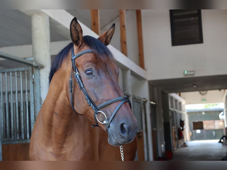 Media sangre polaco Caballo castrado 7 años Castaño rojizo in Prażmów