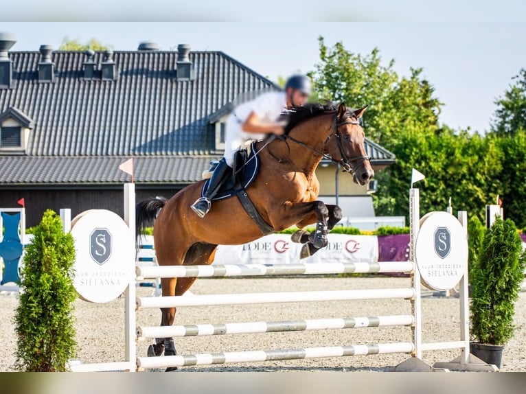 Media sangre polaco Caballo castrado 7 años Castaño rojizo in Prażmów