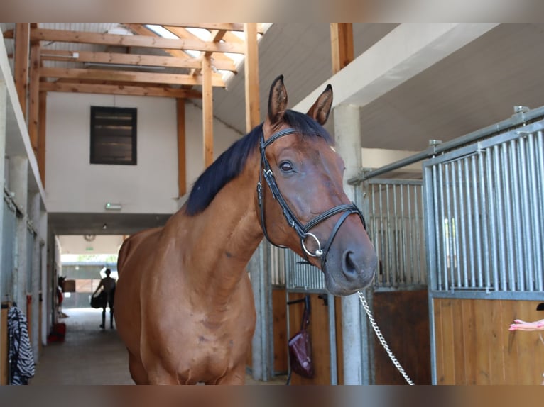 Media sangre polaco Caballo castrado 7 años Castaño rojizo in Prażmów