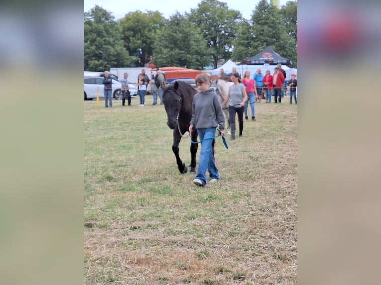 Media sangre polaco Caballo castrado 8 años 150 cm Negro in Niederbrombach