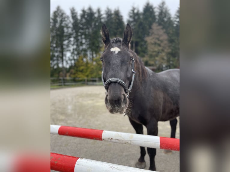 Media sangre polaco Caballo castrado 8 años 160 cm Negro in Eugendorf