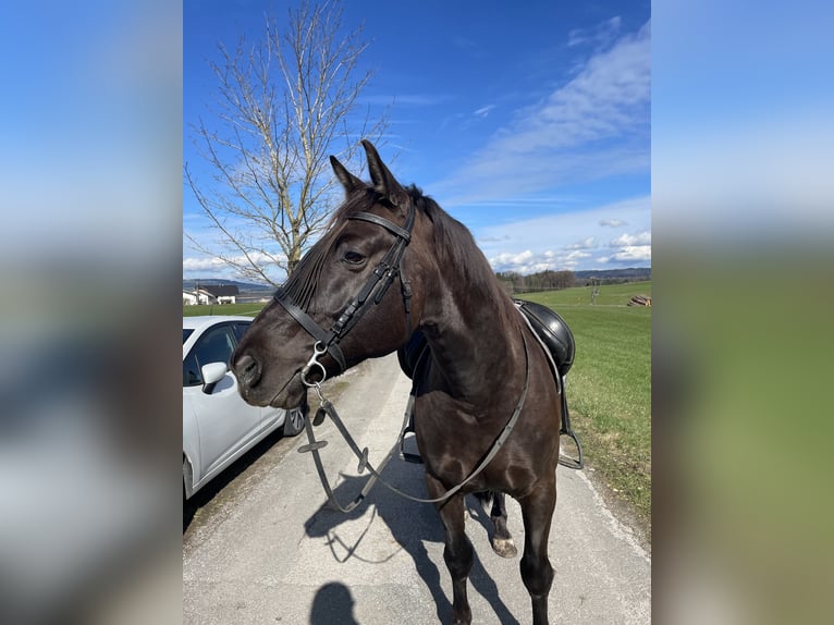 Media sangre polaco Caballo castrado 8 años 160 cm Negro in Eugendorf