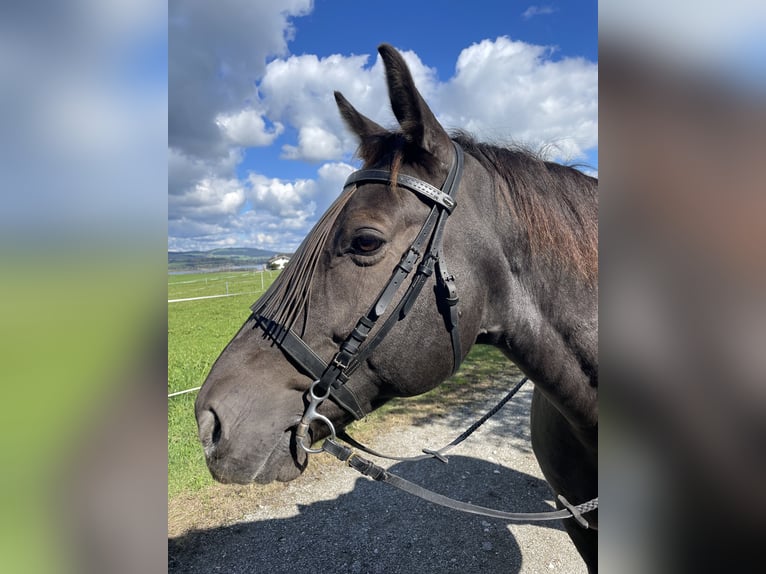 Media sangre polaco Caballo castrado 8 años 160 cm Negro in Eugendorf