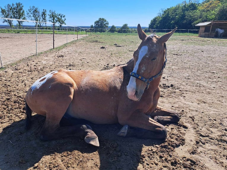 Media sangre polaco Caballo castrado 8 años 165 cm in Stary Dwór