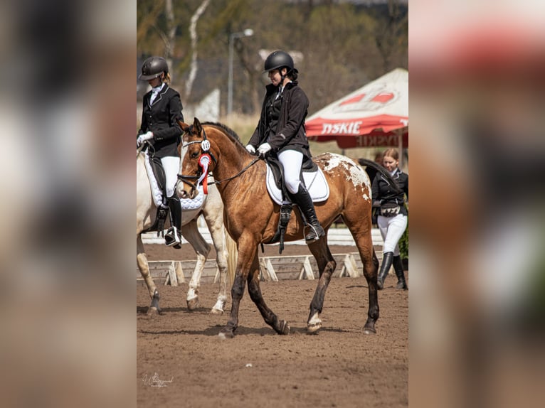 Media sangre polaco Caballo castrado 8 años 165 cm in Stary Dwór