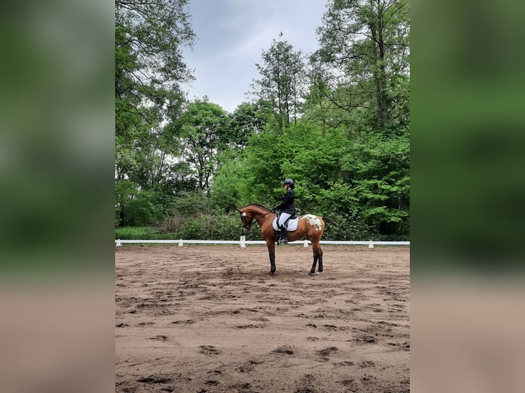 Media sangre polaco Caballo castrado 8 años 165 cm in Stary Dwór