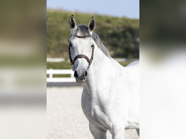 Media sangre polaco Caballo castrado 8 años 166 cm Tordo in Mosina