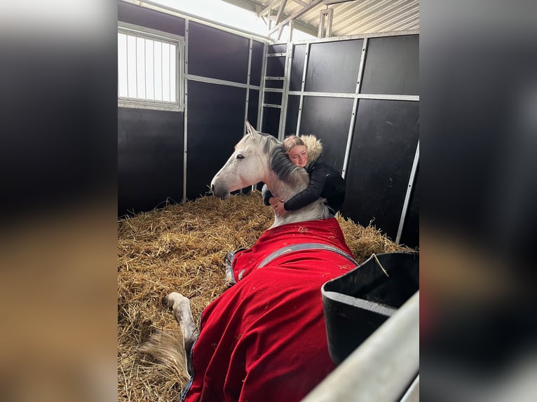 Media sangre polaco Caballo castrado 8 años 167 cm Tordo in Wojnarowice