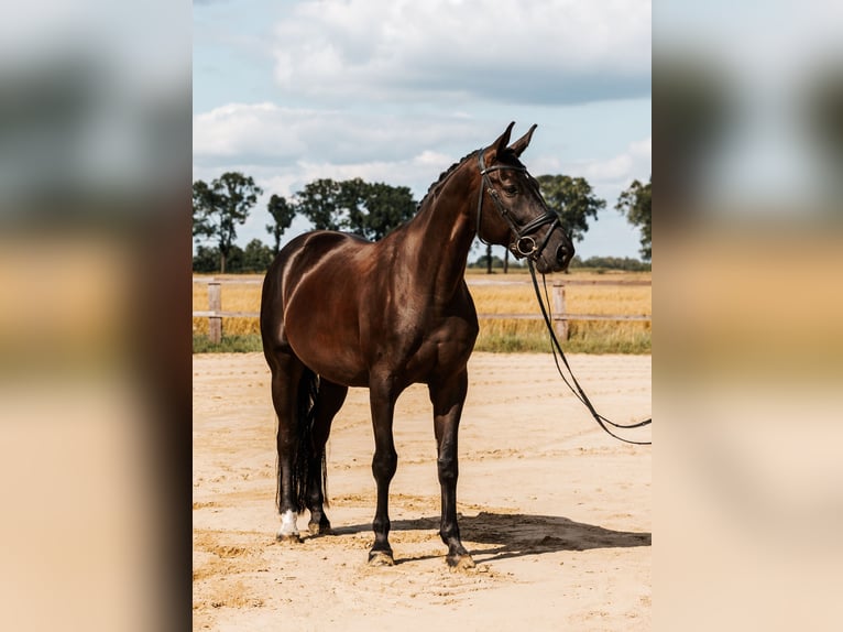 Media sangre polaco Caballo castrado 8 años 168 cm Negro in Skrzatusz