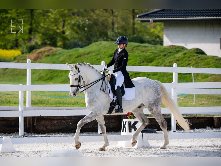 Media sangre polaco Caballo castrado 8 años 172 cm Tordo in Stara Kamienica