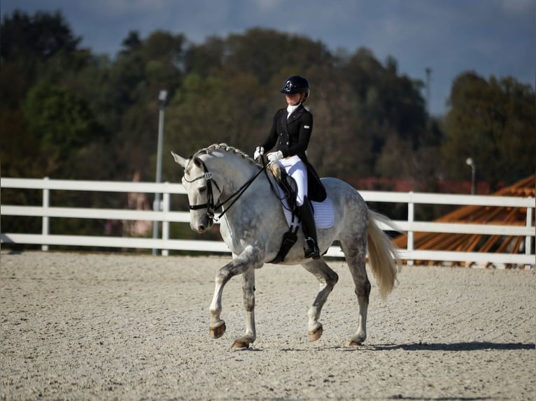 Media sangre polaco Caballo castrado 8 años 172 cm Tordo in Stara Kamienica