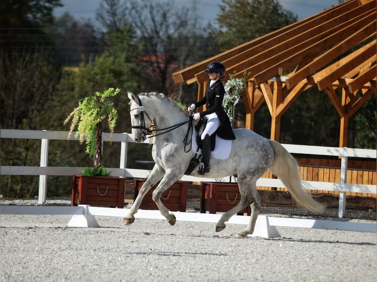 Media sangre polaco Caballo castrado 8 años 172 cm Tordo in Stara Kamienica