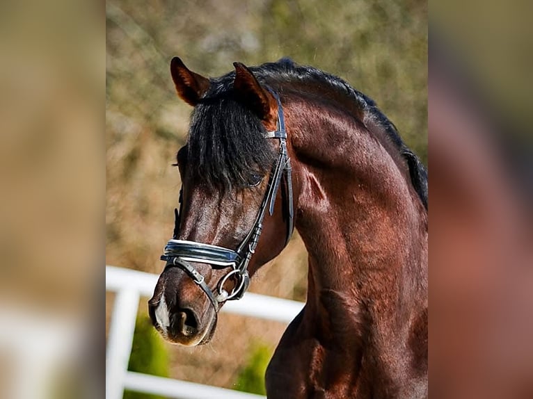 Media sangre polaco Caballo castrado 8 años 173 cm Alazán-tostado in Rybnica