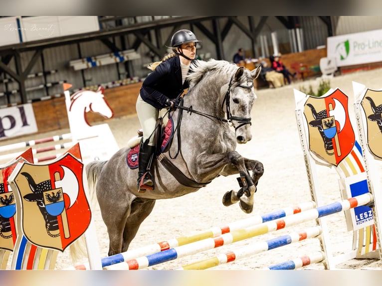 Media sangre polaco Caballo castrado 8 años 173 cm Tordo in Zielona Góra