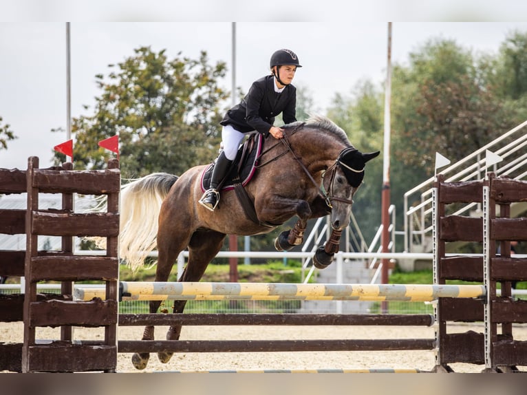 Media sangre polaco Caballo castrado 8 años 173 cm Tordo in Zielona Góra